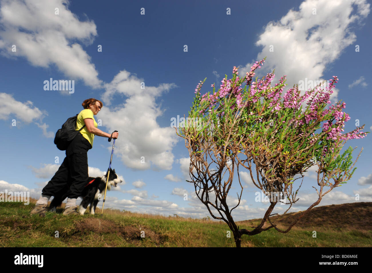 Wild Heather in fiore sulla lunga Mynd nello Shropshire England Regno Unito Foto Stock