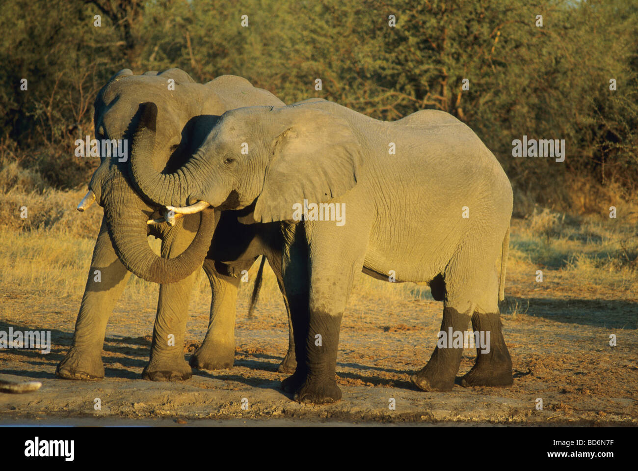 L'elefante africano (Loxodonta africanus) elefanti saluto ogni altro, Okavango Delta, Botswana Foto Stock