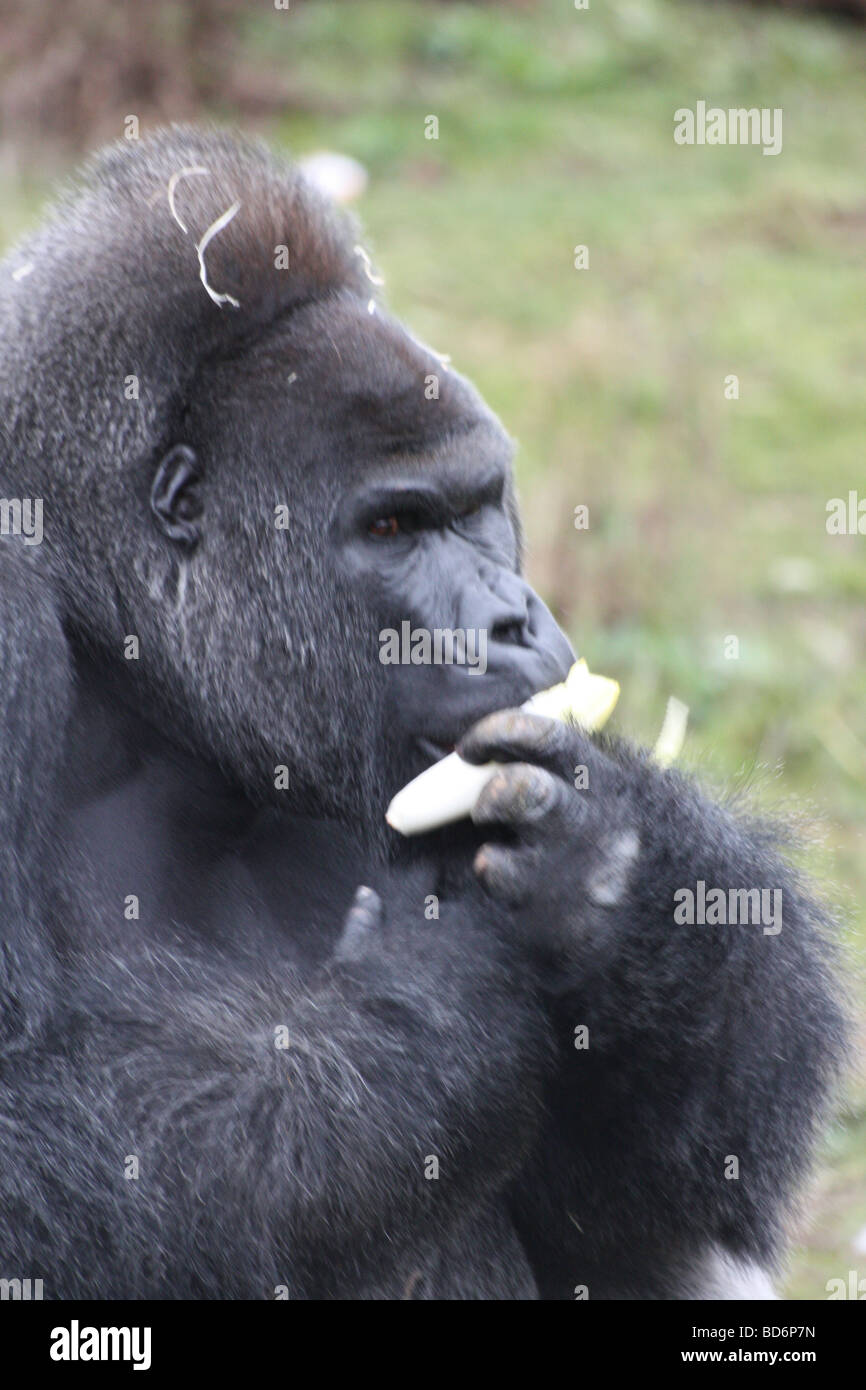 Un gorilla di pranzo Foto Stock