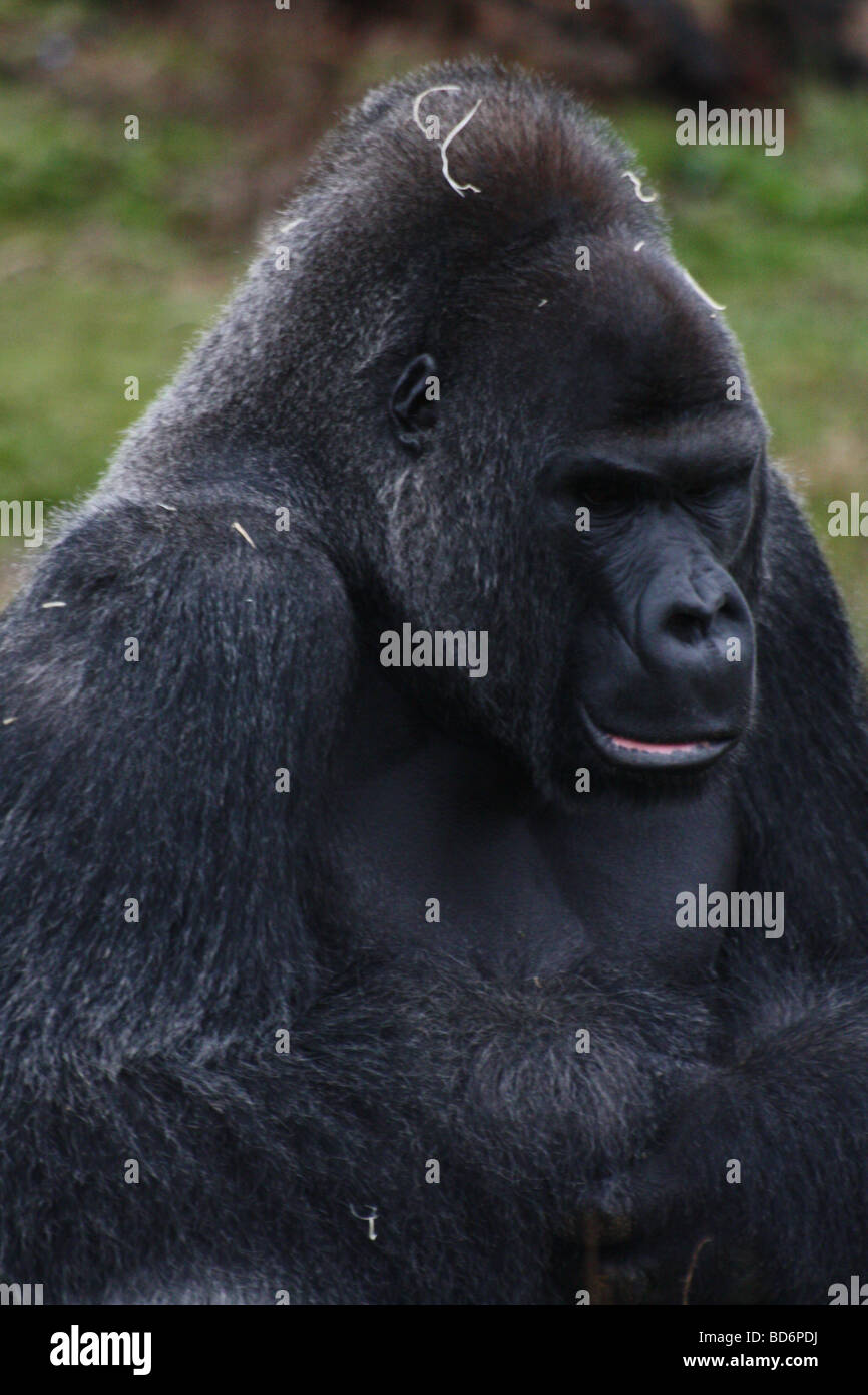 Un gorilla di appoggio Foto Stock