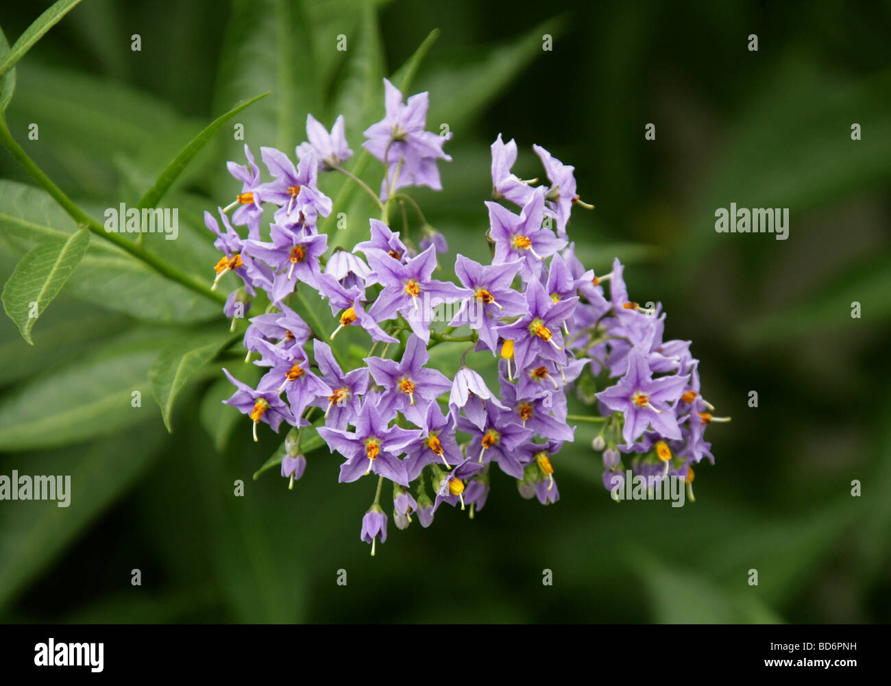 Patate cilene Vine, Nightshade cilena o albero di patate cileno (o spesso solo vite di patate), Solanum crispum, Solanaceae. Cile, Sud America. Foto Stock