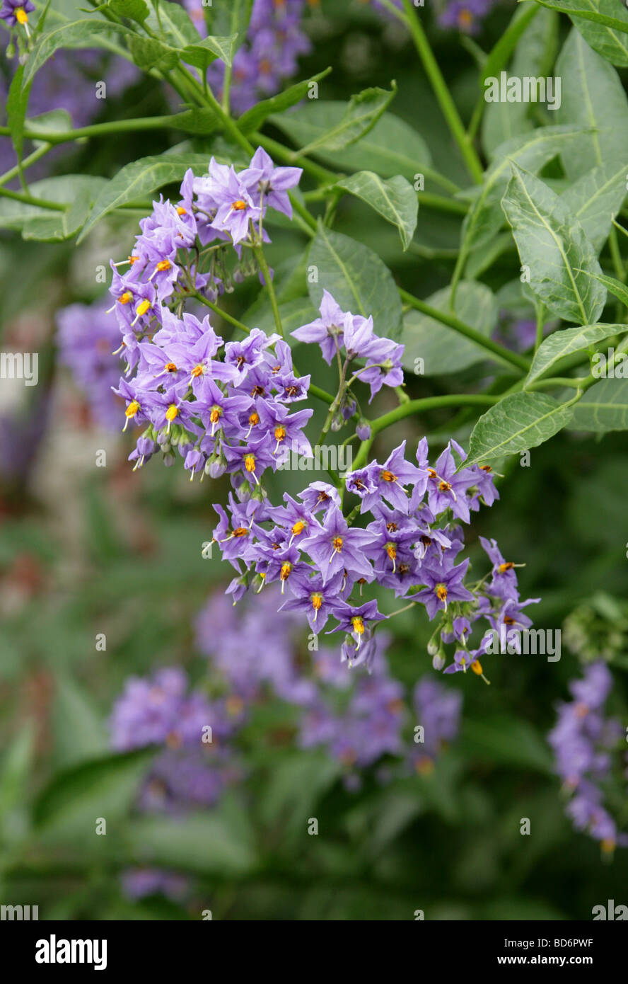 Patate cilene Vine, Nightshade cilena o albero di patate cileno (o spesso solo vite di patate), Solanum crispum, Solanaceae. Cile, Sud America. Foto Stock