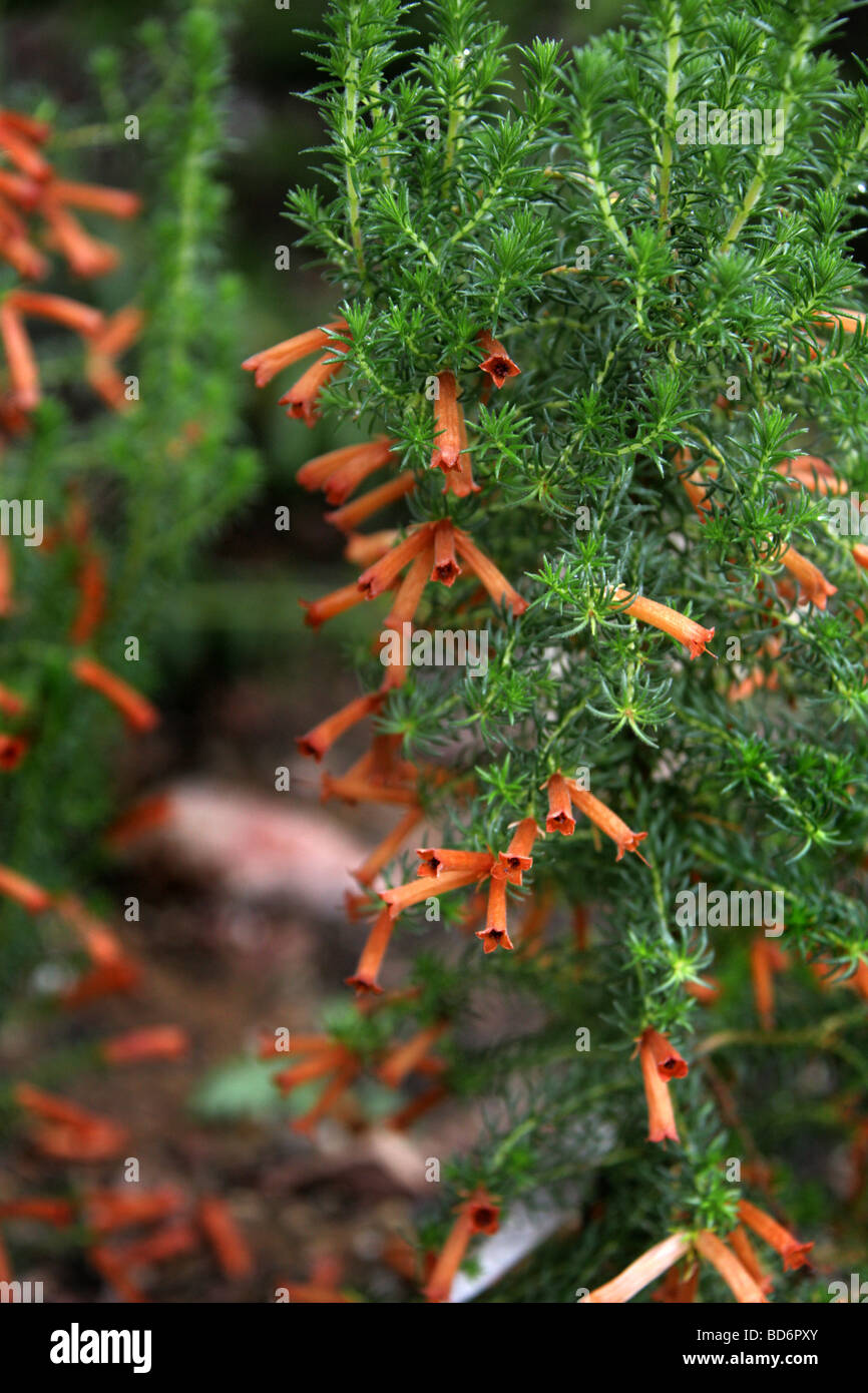 Arancione, Erica Ericaceae, Sud Africa Foto Stock