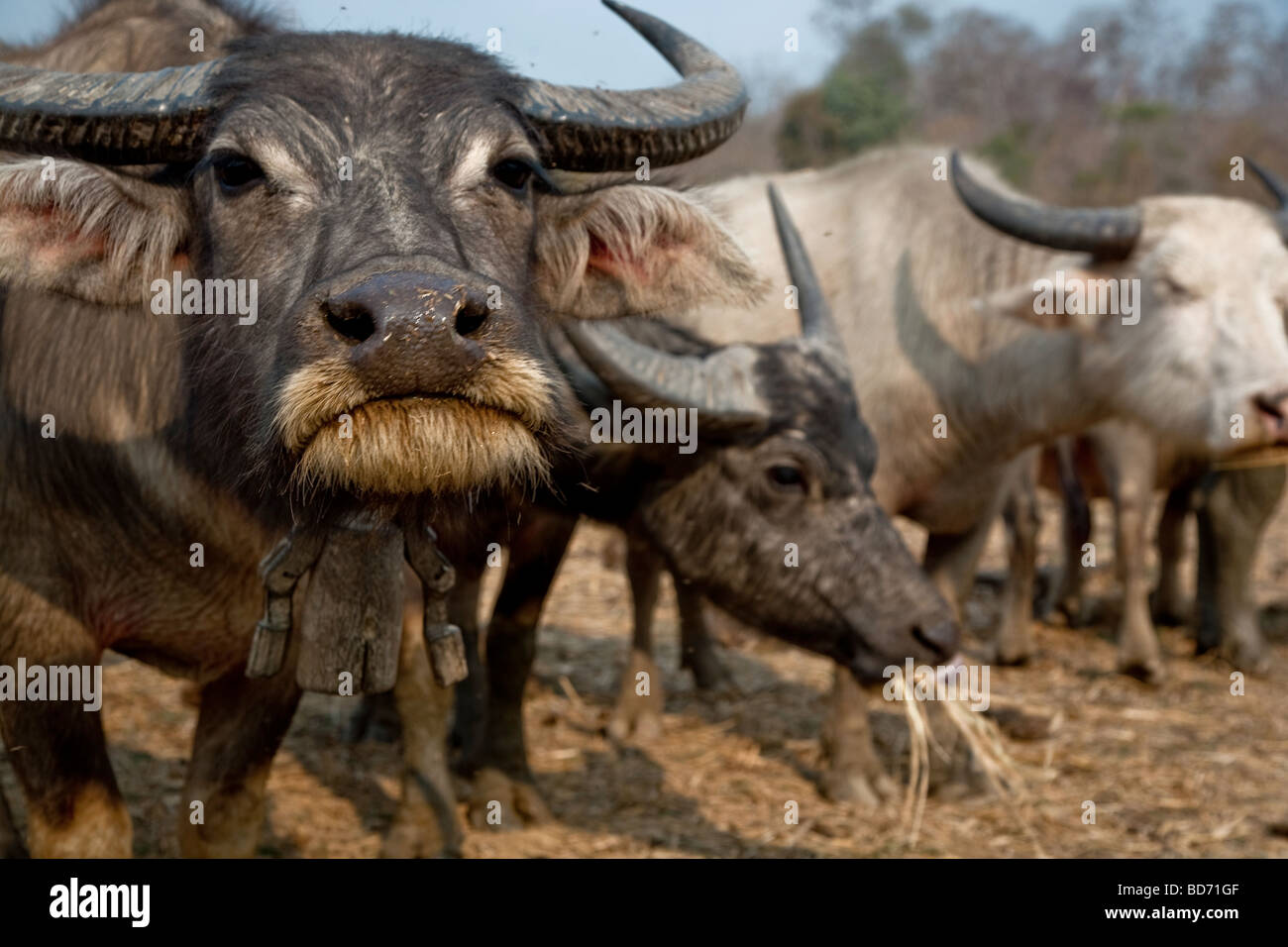 Una mandria di bufali nel nord della Thailandia Foto Stock