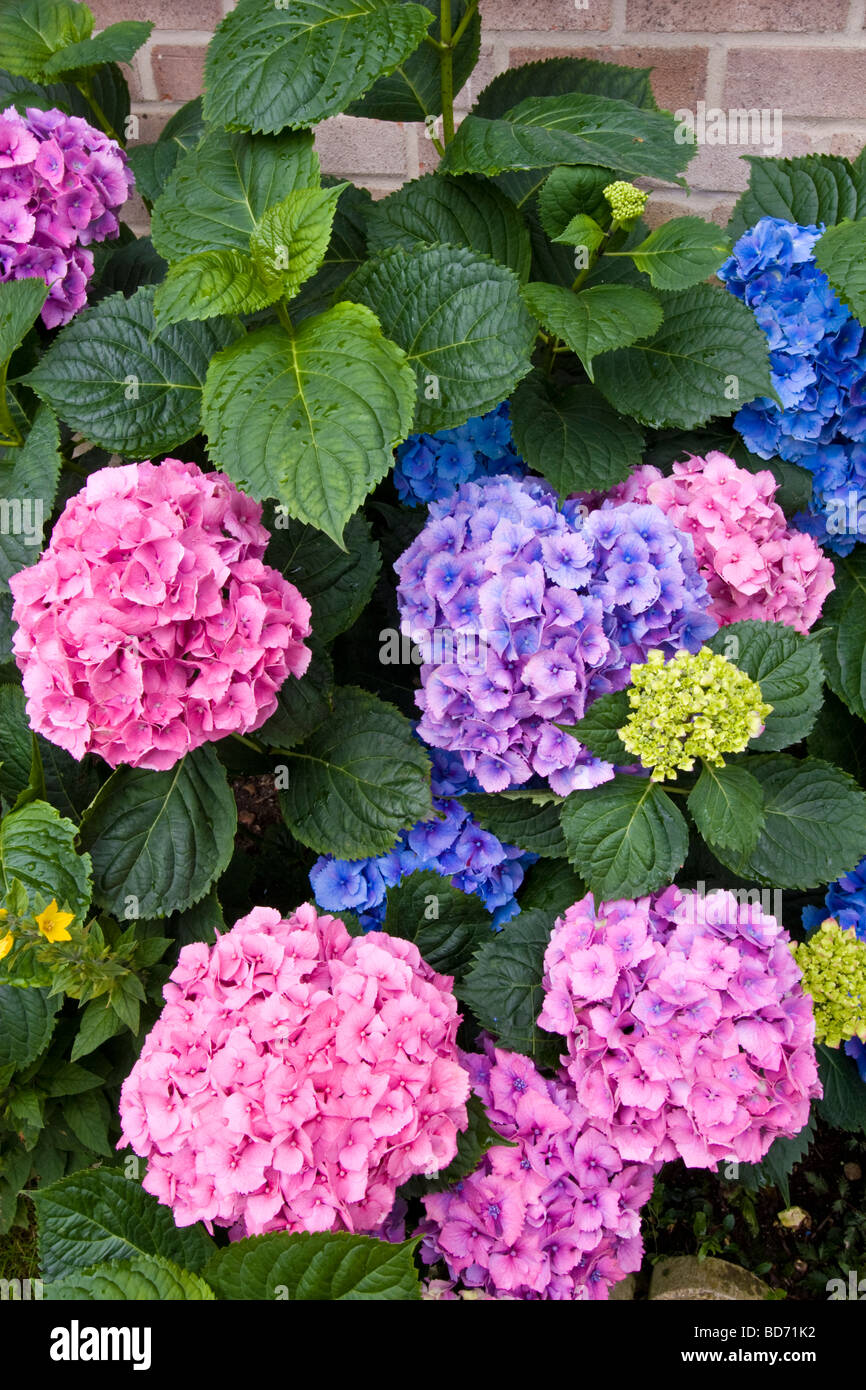 Ortensia (Hydrangeaceae} Foto Stock