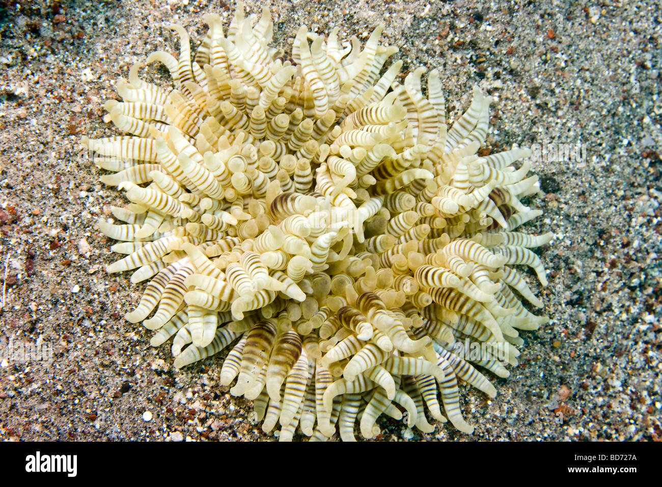 Heteractis aurora, bordato anemone marittimo Foto Stock