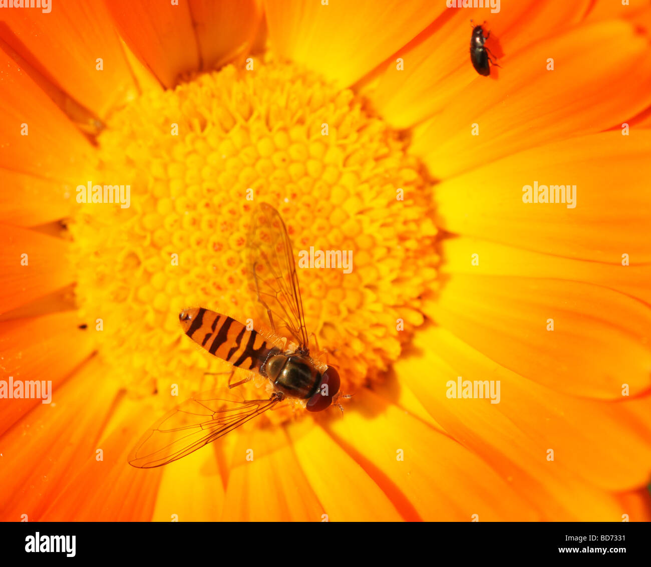 Hoverfly in grande e luminosa fiore di arancia Foto Stock