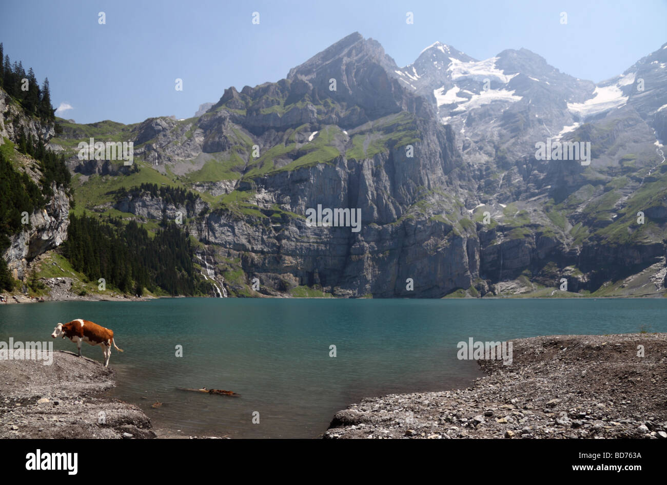 Mucca sulla riva del lago Oeschinensee, Alpi Bernesi, Svizzera Foto Stock