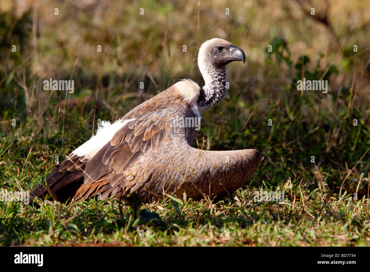 Dorso bianco vulture (Gyps Africanus). Foto Stock