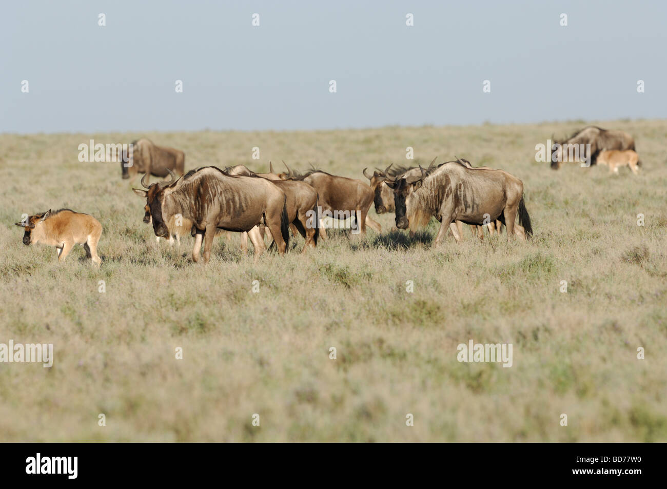 Foto di stock della grande migrazione di GNU, Ndutu, sud ecosistema Serengeti, Tanzania, 2009. Foto Stock