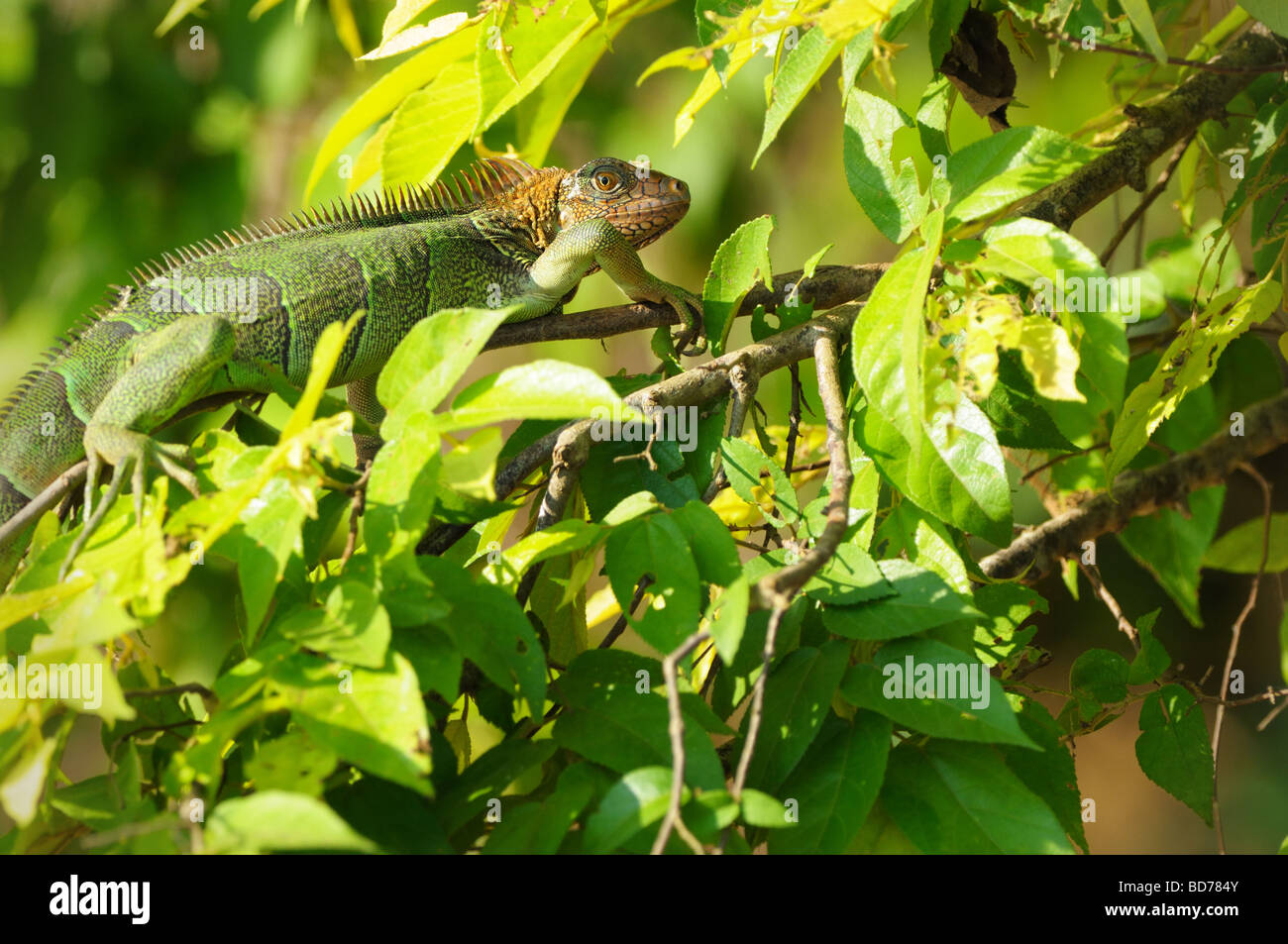 Un verde (iguana Iguana iguana) si mescola bene con il fogliame circostante, aggrappato a un ramo appesa sopra il fiume Tarcoles Foto Stock