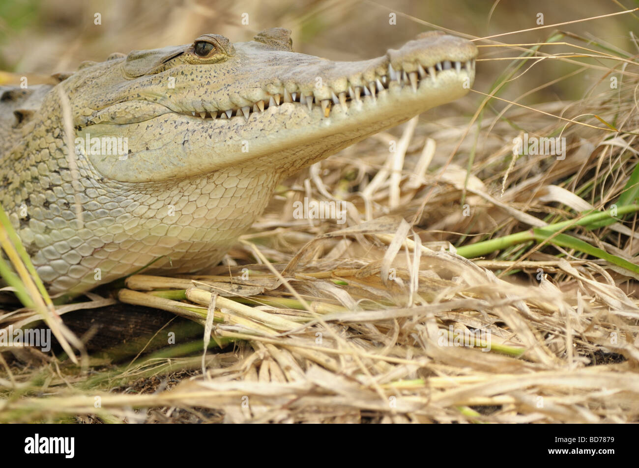 Un coccodrillo americano (Crocodylus acutus) si rilassa in Costa Rica la penisola di Osa vicino parco del Corcovado. Foto Stock