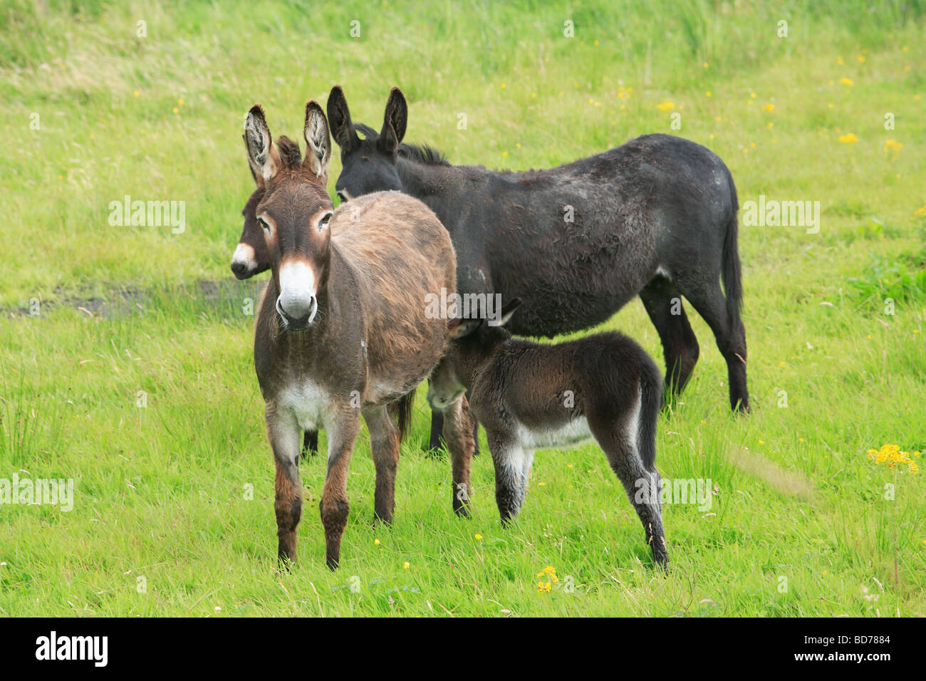 Donkey fattrici e puledri Foto Stock