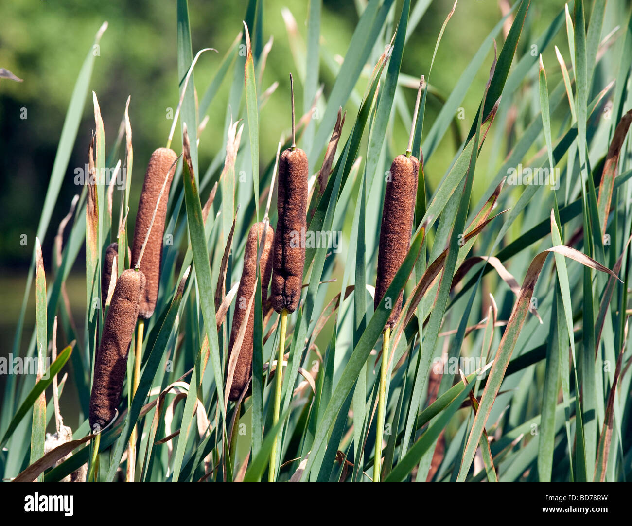 Il comune tifa Typha latifolia. Foto Stock