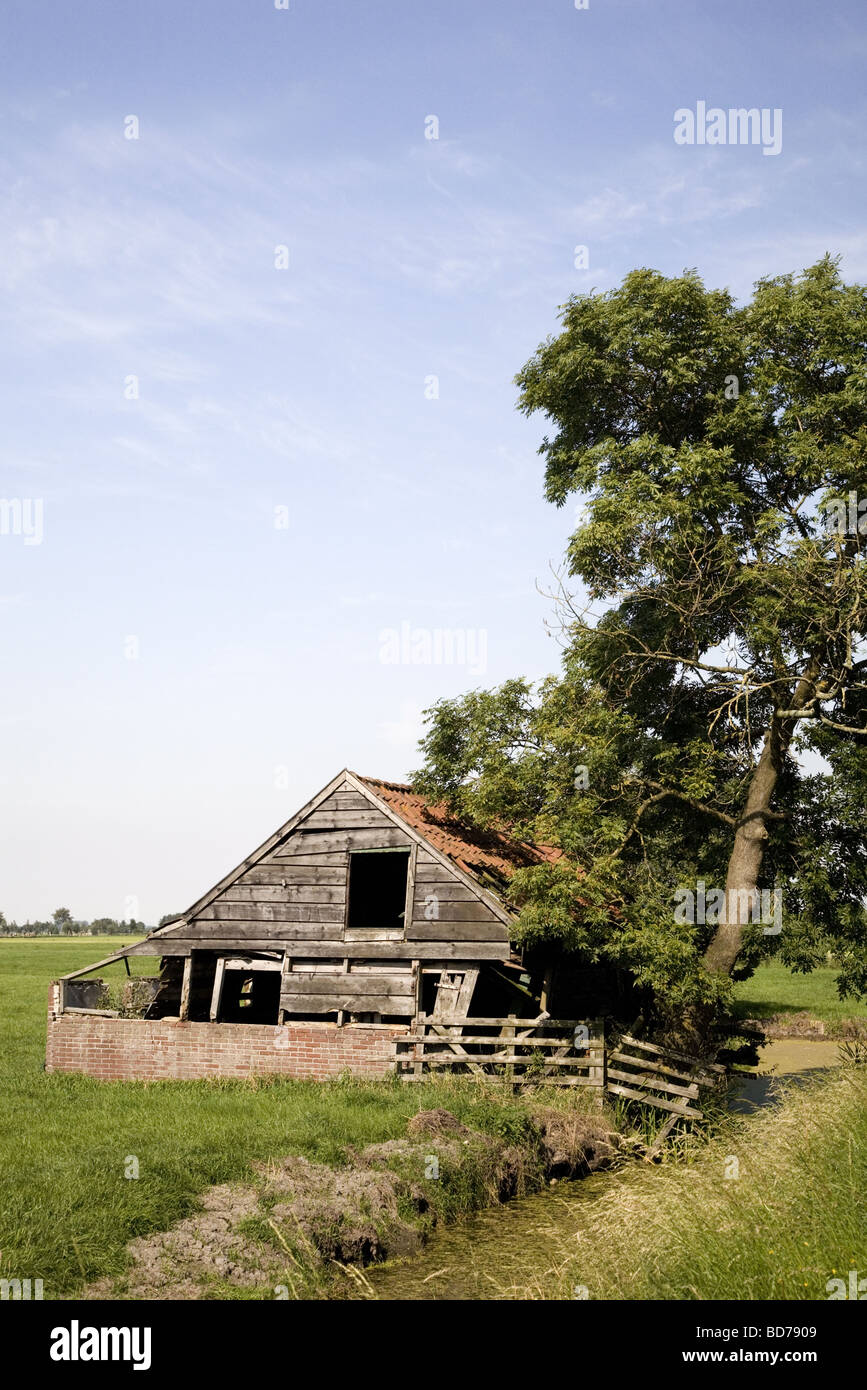 Il vecchio fienile ramshackled sotto un grande albero, Oud-Alblas, South-Holland, Paesi Bassi Foto Stock