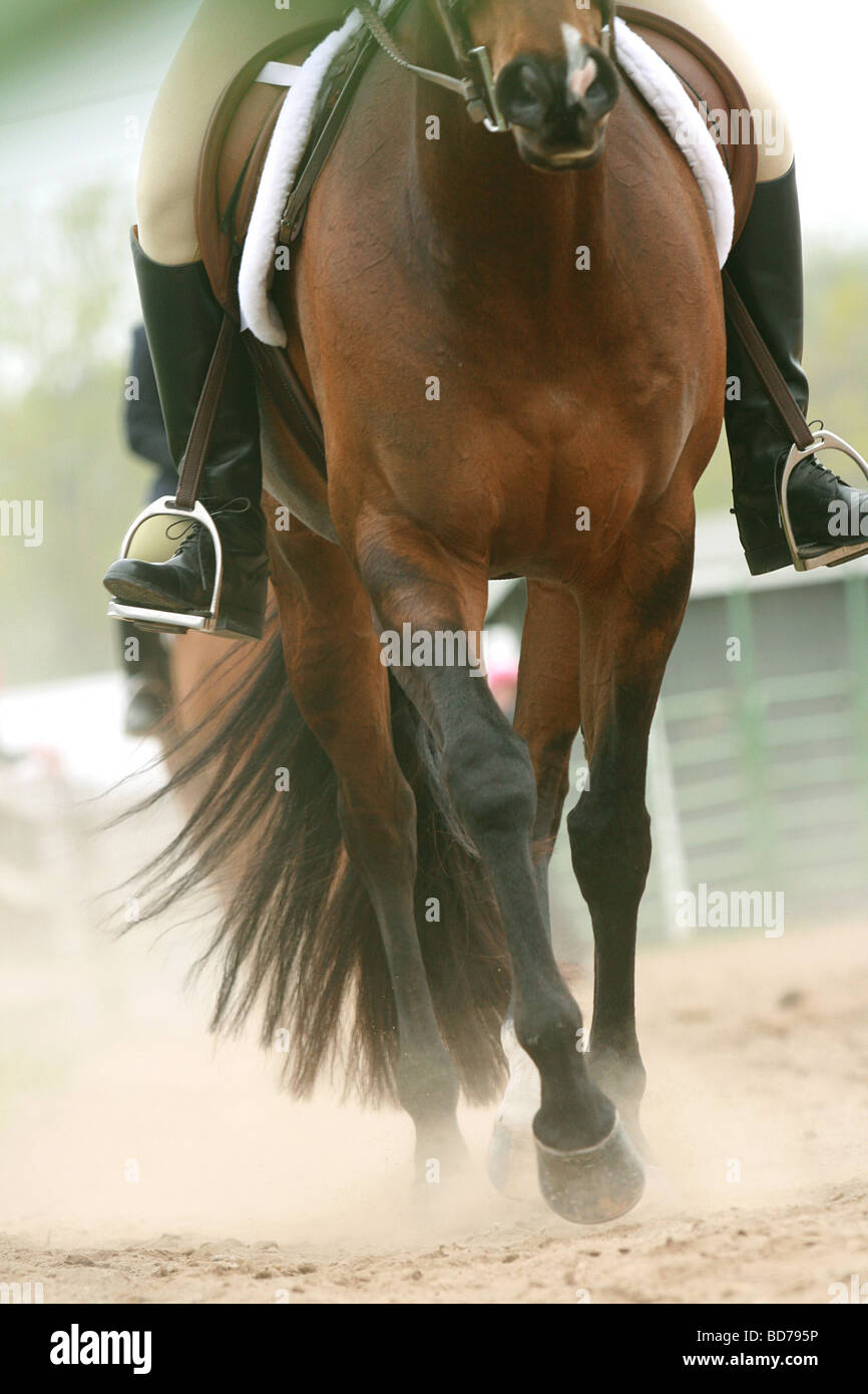 Trimestre cavallo al galoppo e calci fino di polvere prima di uno spettacolo, unica prospettiva. Foto Stock