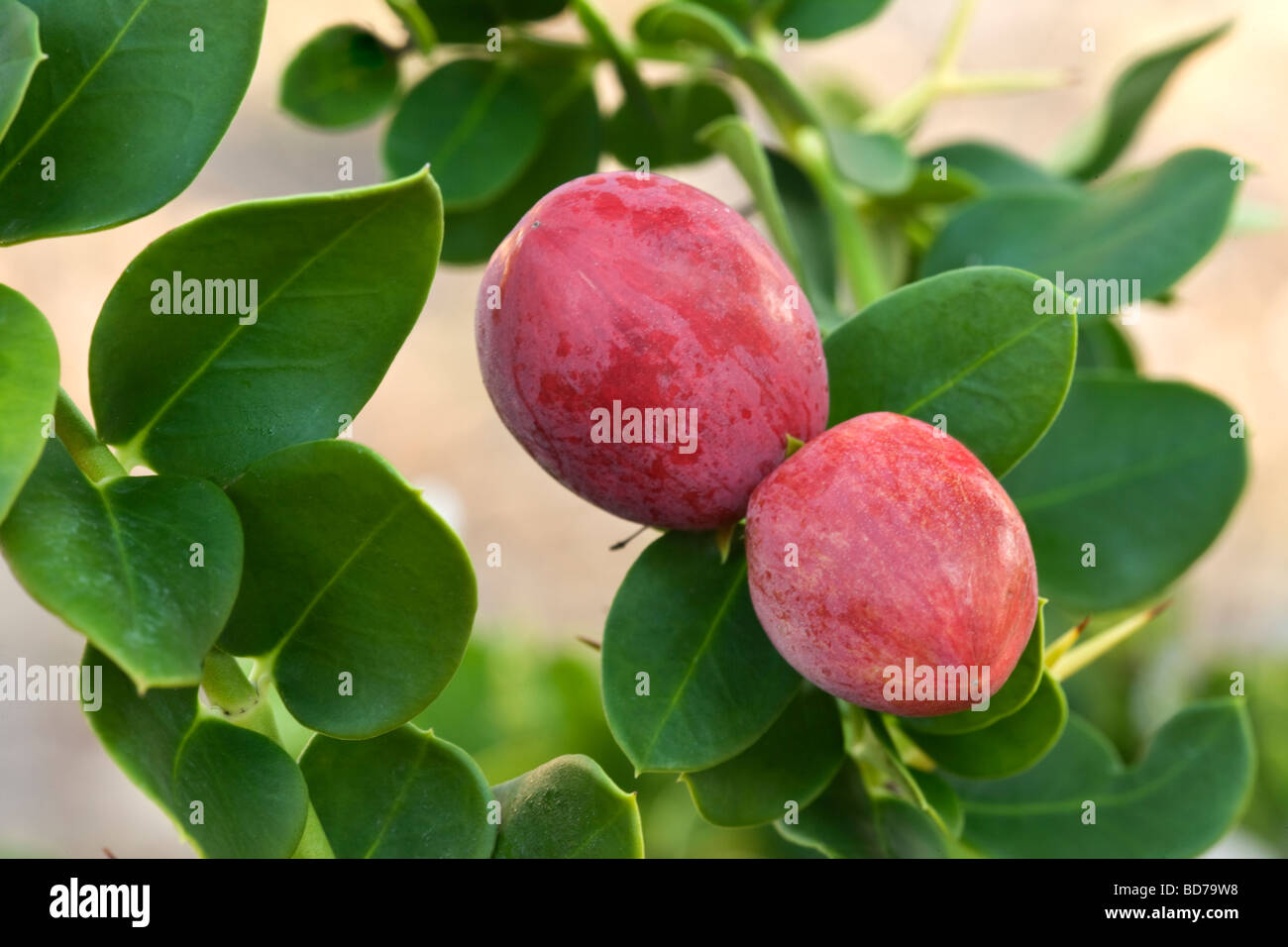 Natal prugne maturazione sul ramo. "Carissa macrocarpa'. Foto Stock