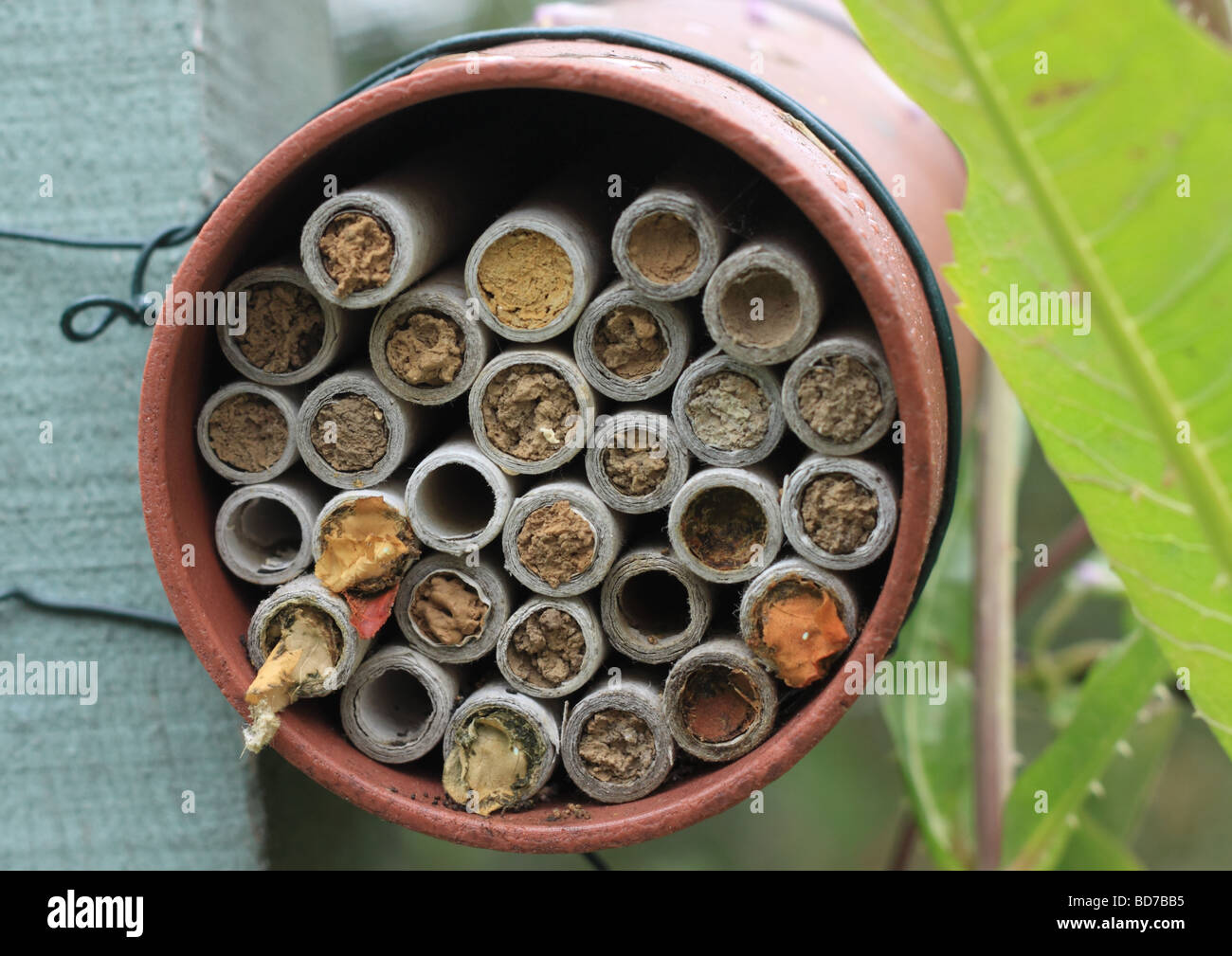 Mason bee e foglia Cutter Bee nest Foto Stock