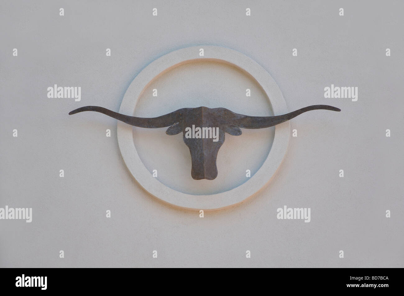 Longhorn - simbolo del Texas Foto Stock