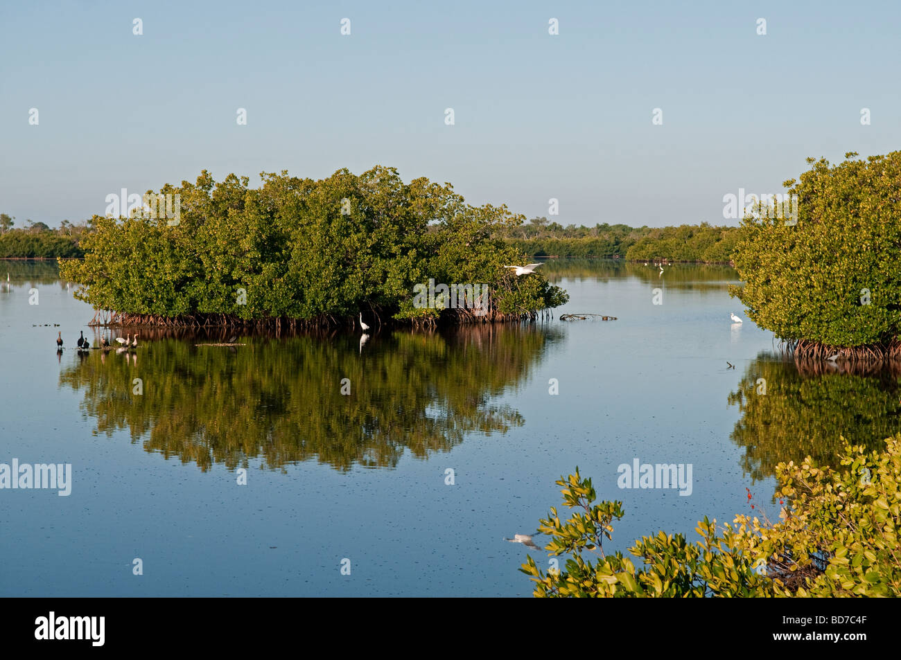 Ding Darling Riserva Naturale, Sanibel Island, Florida USA Foto Stock