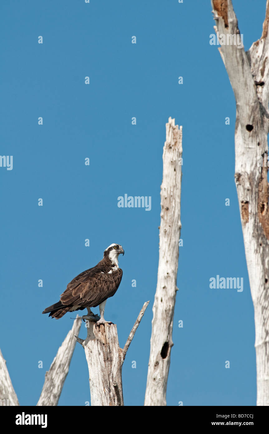 Osprey: Pandion haliaetus Foto Stock