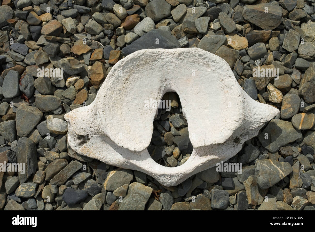La vertebra di balena osso sulla spiaggia a Grytviken Georgia del Sud Antartide Foto Stock