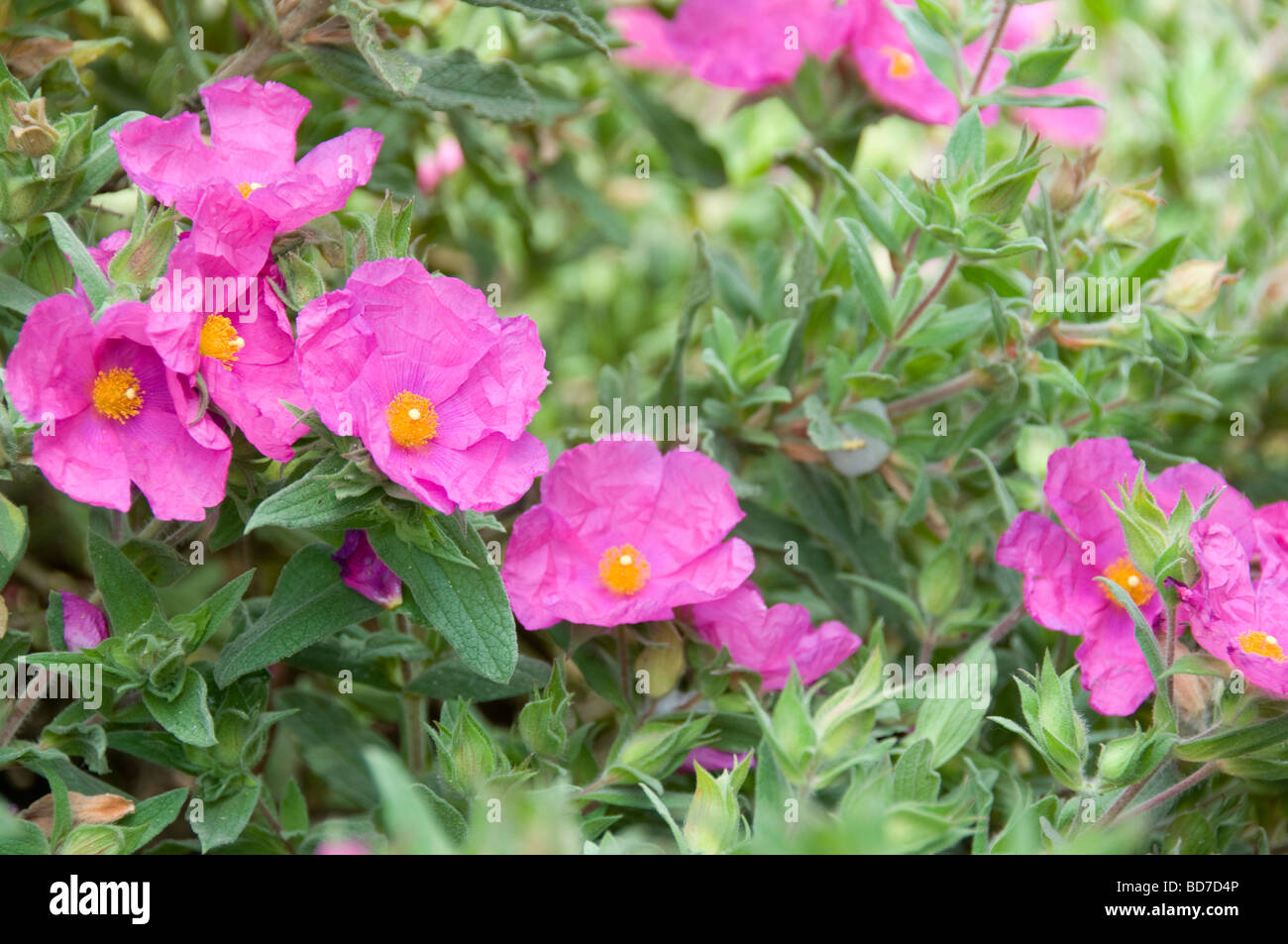 Cistus creticus, rock rose, sole rosa Foto Stock