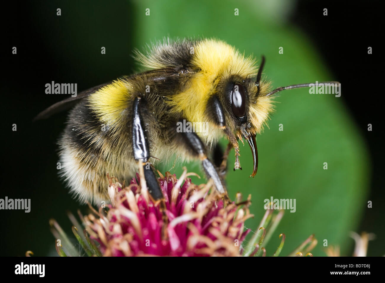 Maschio di Small Heath Bumblebee (Bombus jonellus) alimentazione su un fiore di bardana Foto Stock