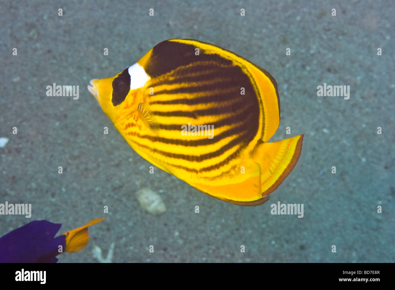 Diagonale (butterflyfish Chaetodon fasciatus) Foto Stock