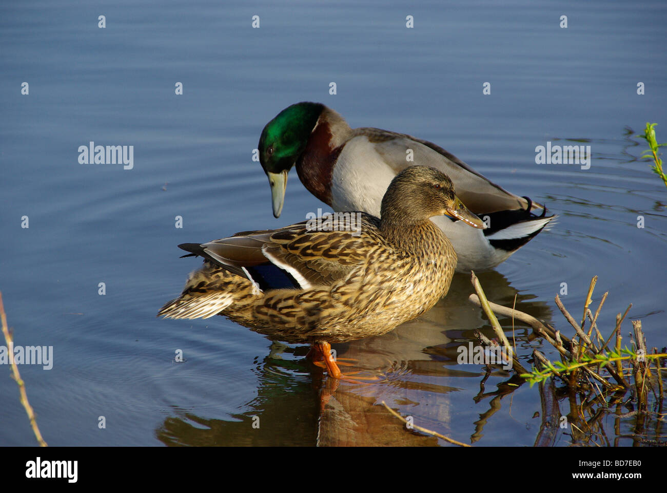 Ente anatra 09 Foto Stock