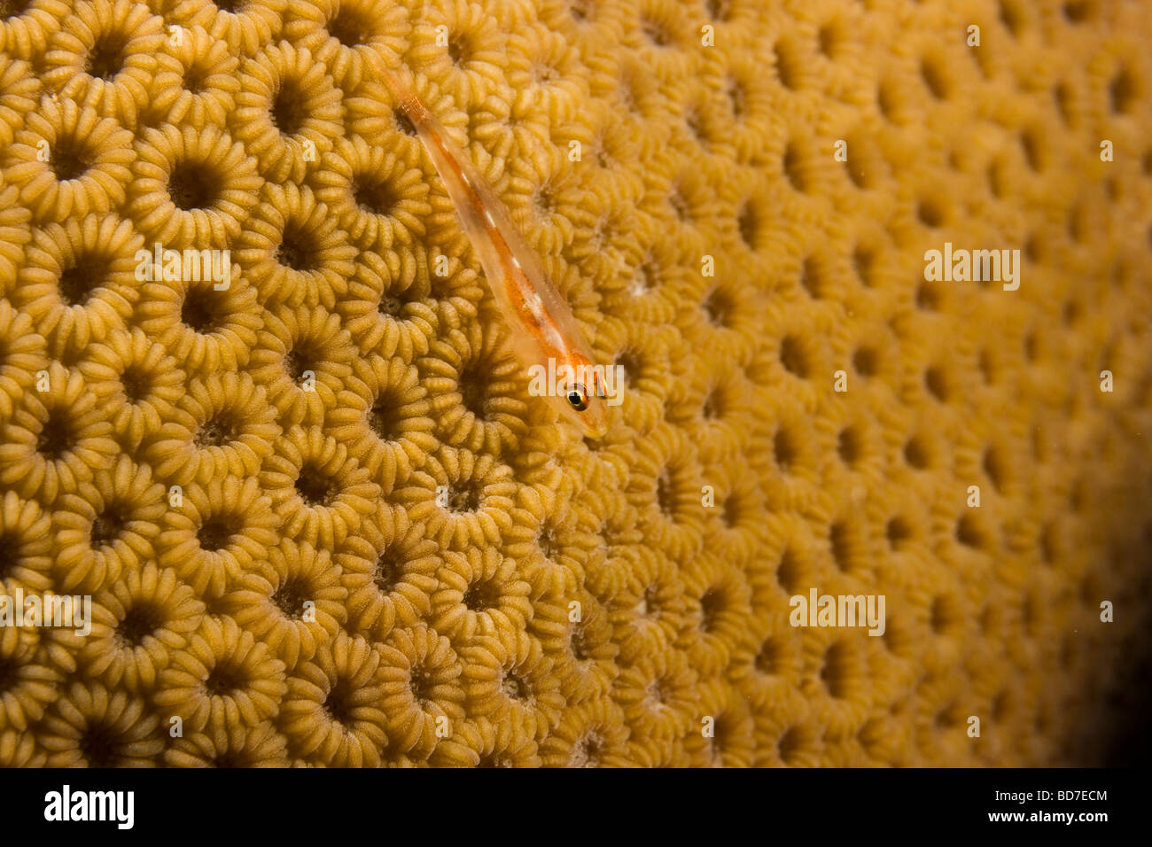 I polipi di corallo e la piccola frusta coral ghiozzo (Bryaninops yongei) Foto Stock