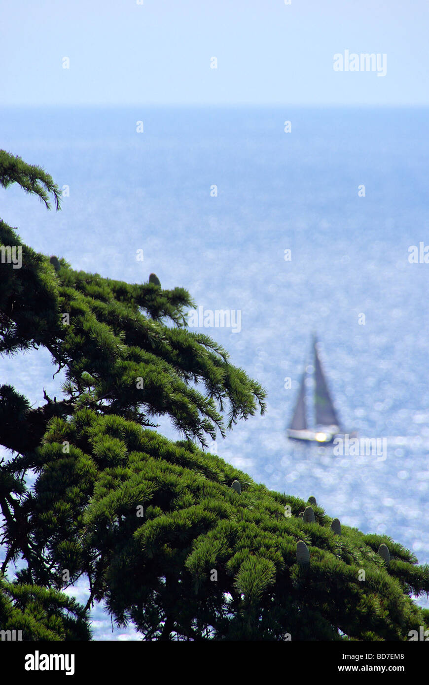 Segelboot mit Zeder cedar con barca a vela 02 Foto Stock