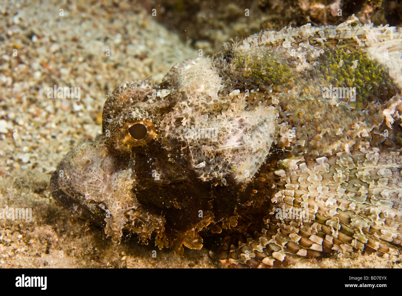 Falso pesce pietra (Scorpaenopsis diabolus) Foto Stock