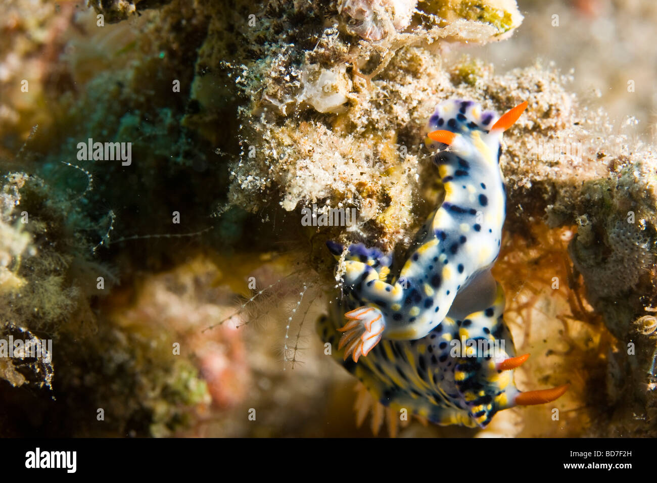 Un marine opisthobranch mollusco gasteropode (Hypselodoris infucata) Foto Stock