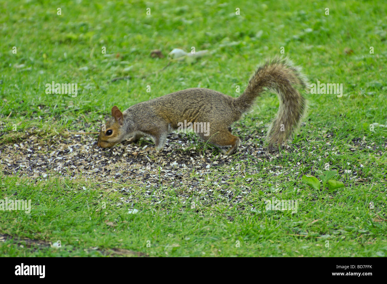 Lo scoiattolo mangiare alimenti per uccelli Foto Stock