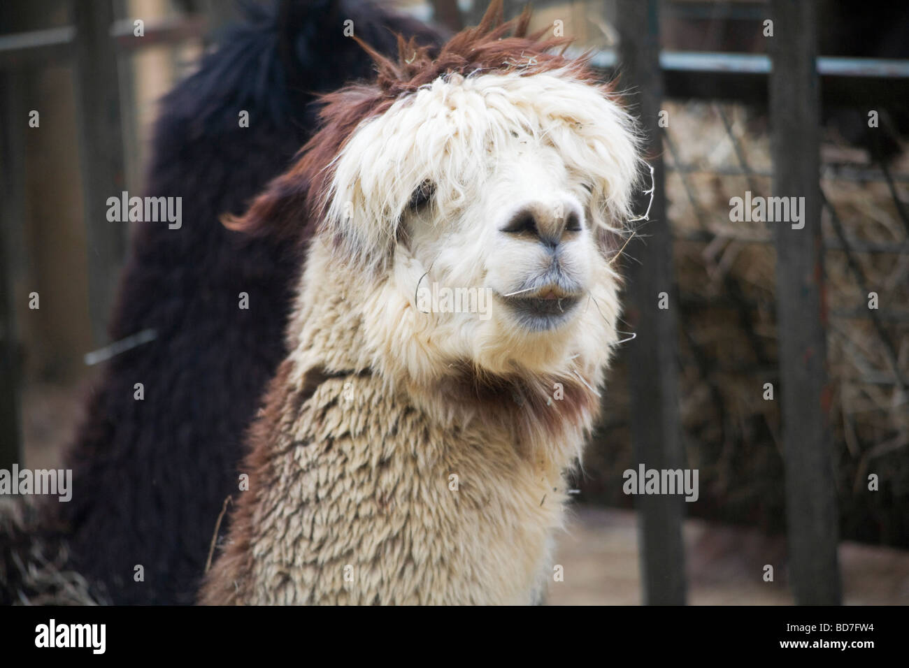 Faccia divertente di un alpaca, Paradise Wildlife Park, Regno Unito Foto Stock