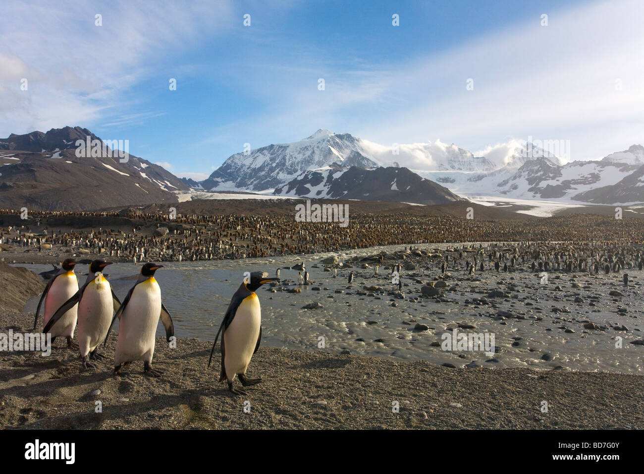 King Penguins Aptenodytes patagonicus colony St Andrews Bay Georgia del Sud Antartide Foto Stock