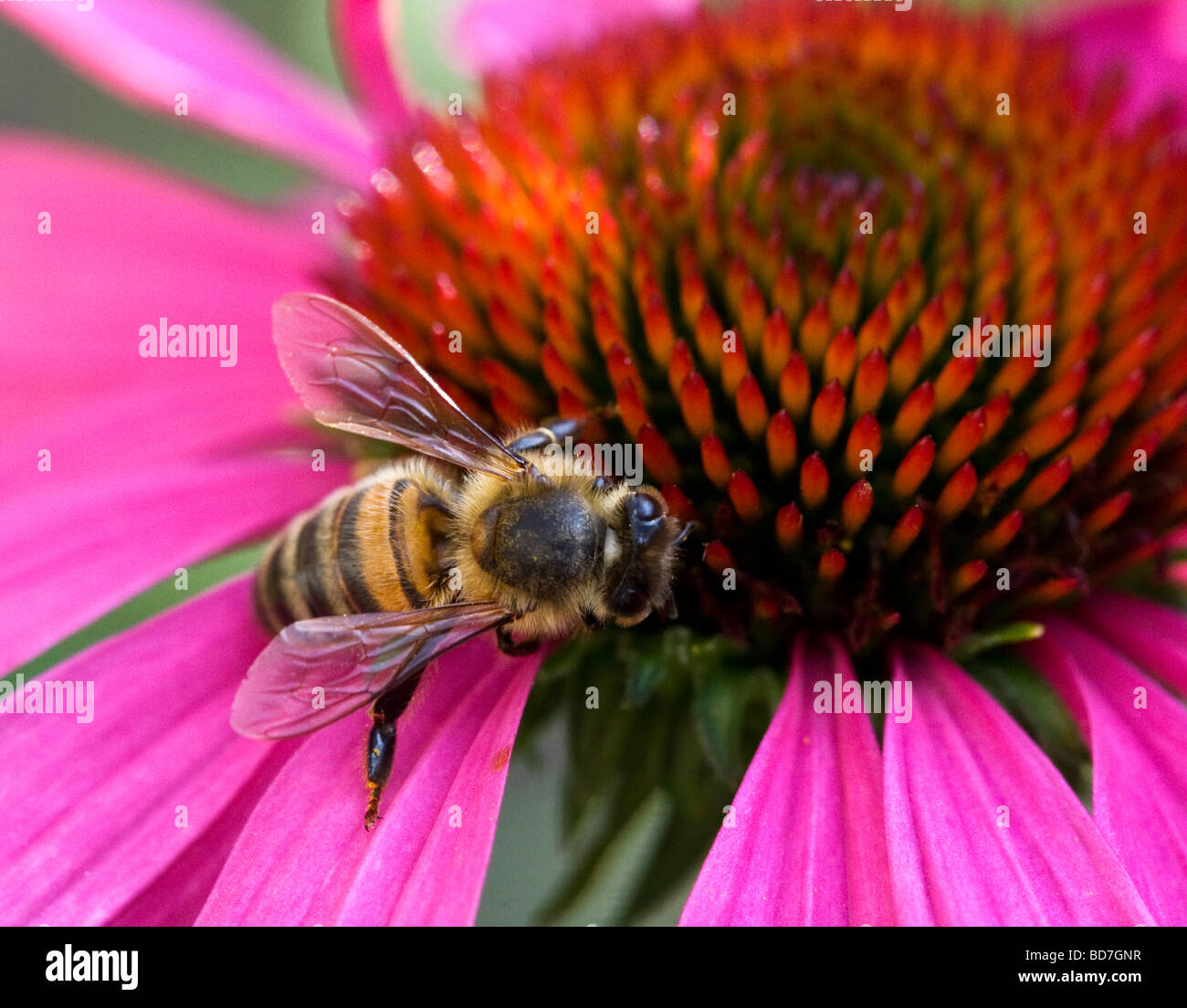 Il miele delle api sul fiore di echinacea Foto Stock