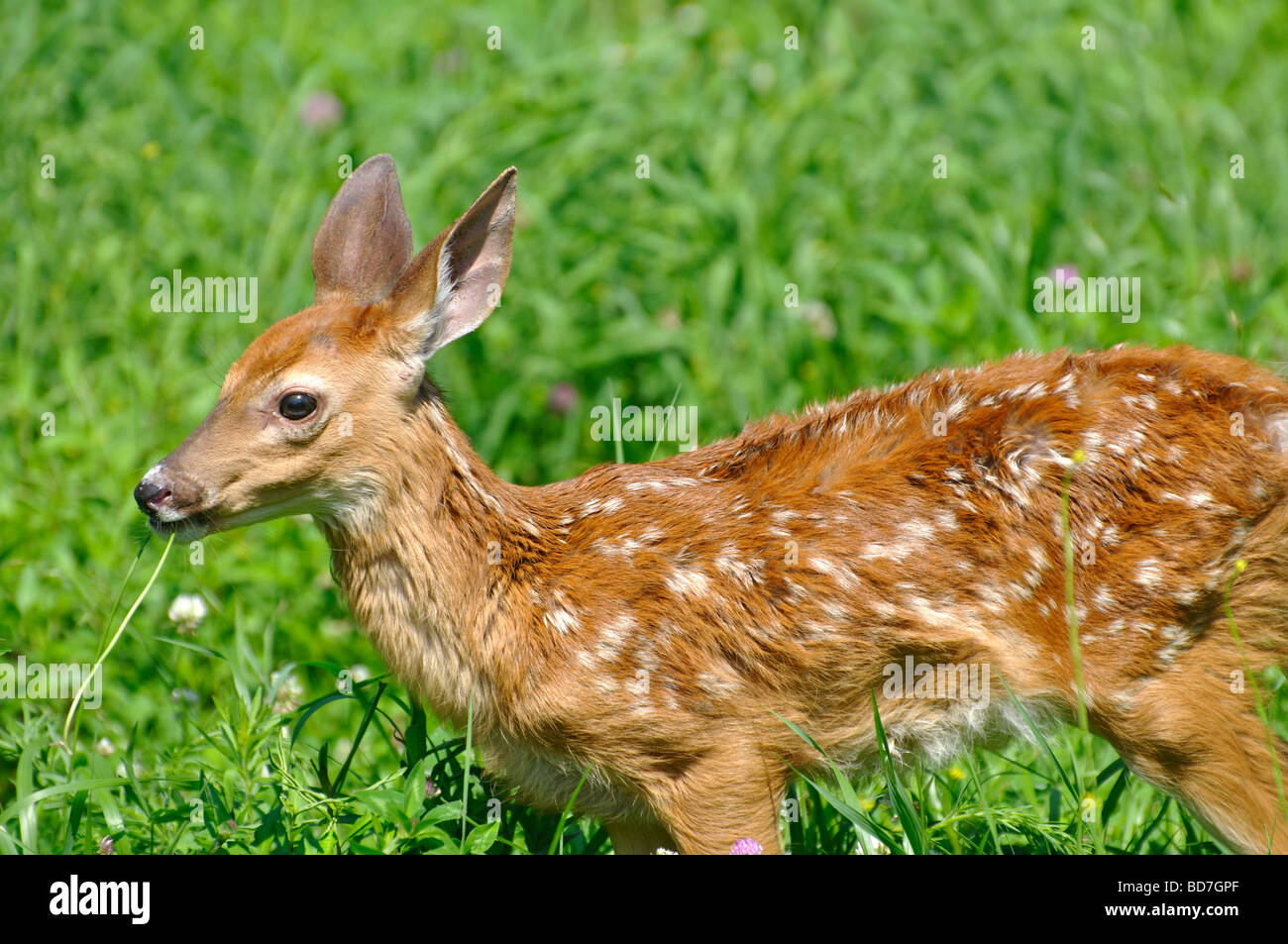 Fawn mangiare erba Foto Stock