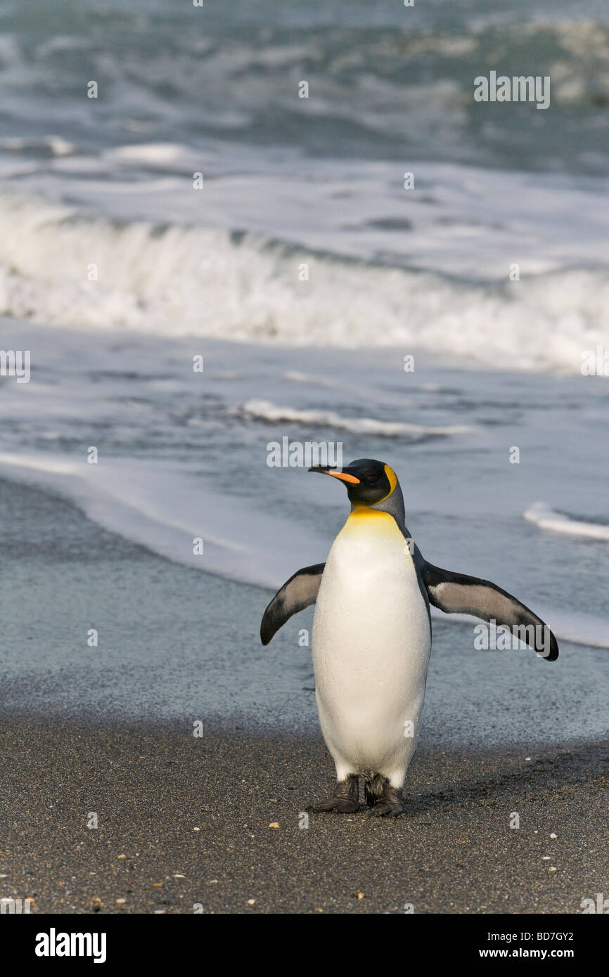 Re Penguin Aptenodytes patagonicus lasciando surf St Andrews Bay Georgia del Sud Antartide Foto Stock