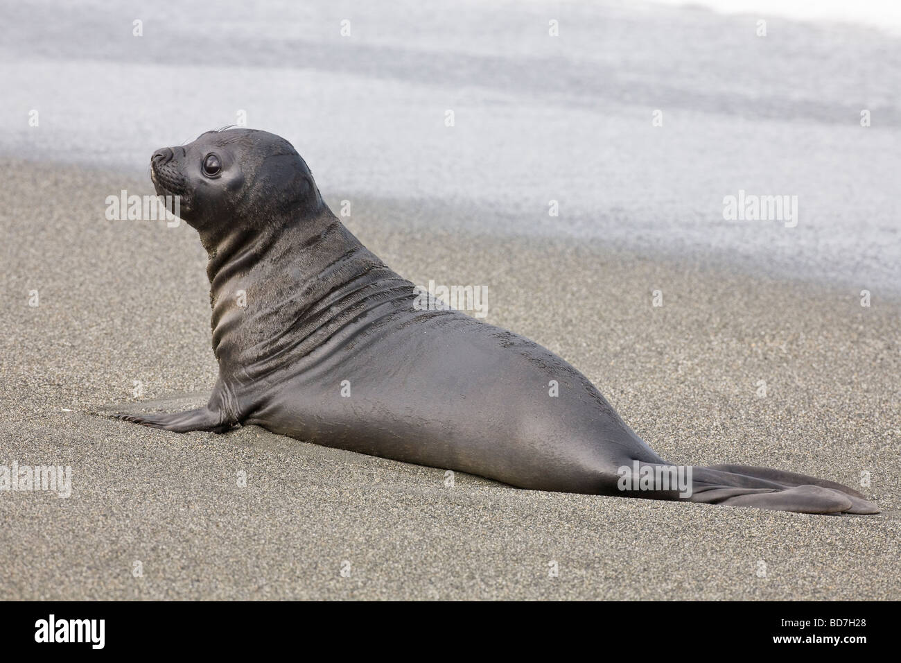 Elefante marino del sud Mirounga leonina pup St Andrews beach Georgia del Sud Antartide Foto Stock