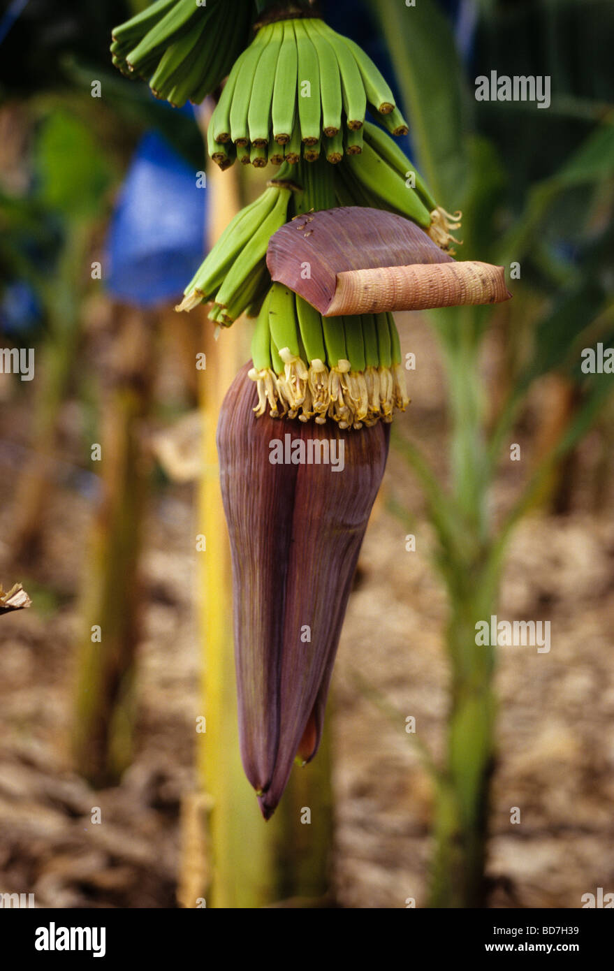 Piante di banana con boccioli di Banana. Costa d'Avorio, Costa d'Avorio. Foto Stock