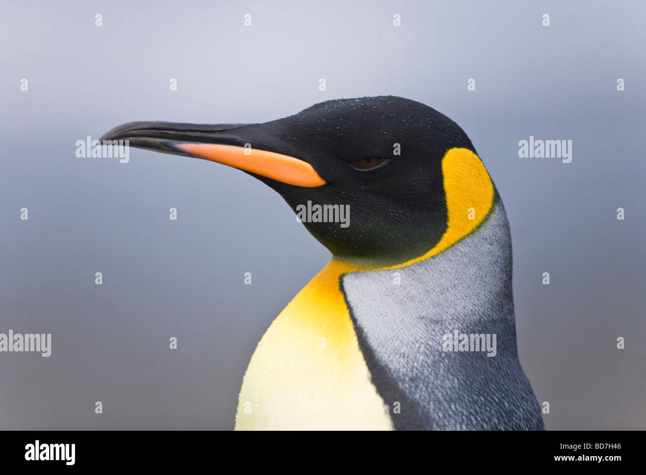 Re Penguin Aptenodytes patagonicus close-up St Andrews Bay Georgia del Sud Antartide Foto Stock