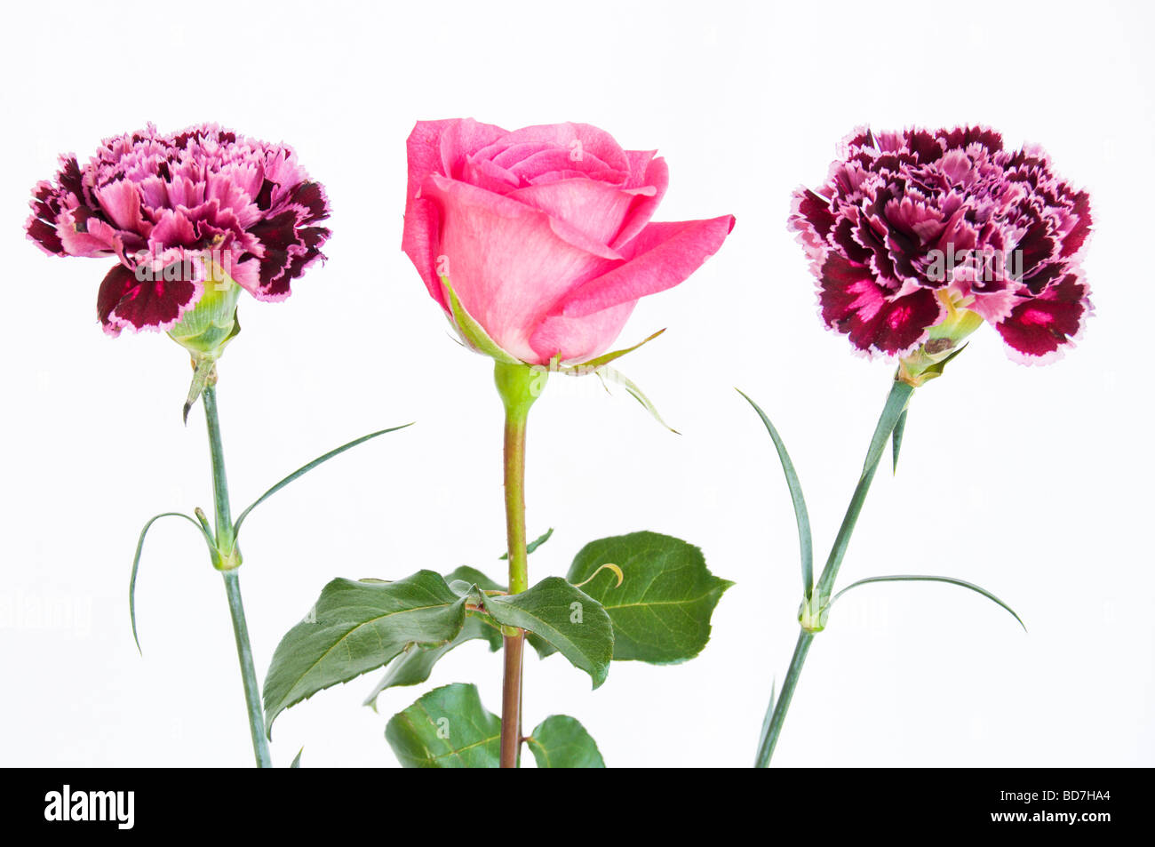 Pink rosebud e garofani contro uno sfondo bianco. Foto Stock