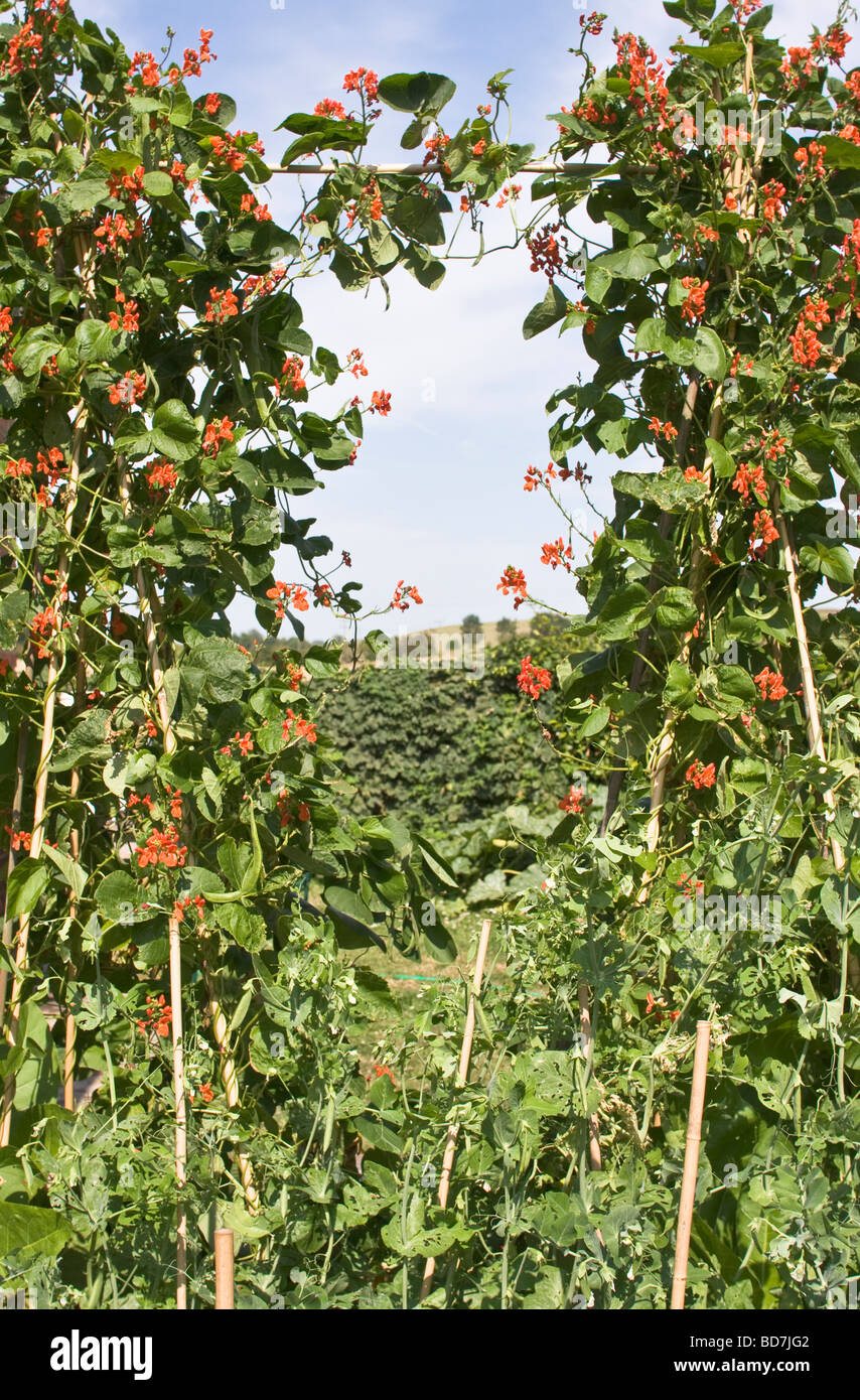 I baccelli in fiore e i piselli in crescita su pali in un giardino Foto Stock