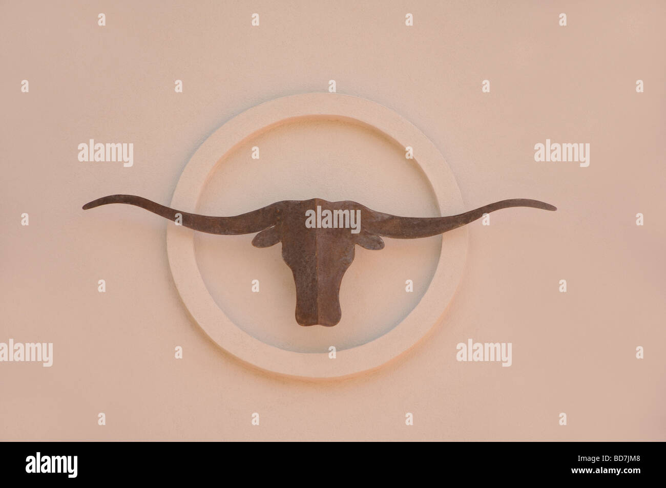 Longhorn - simbolo del Texas Foto Stock