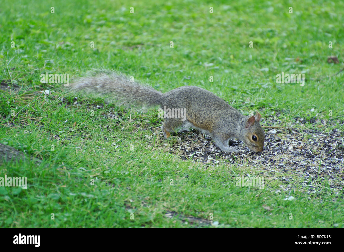 Lo scoiattolo mangiare alimenti per uccelli Foto Stock