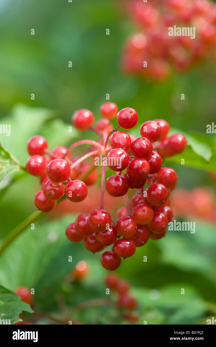 Viburnum opulus 'Notcutt la varietà.". Viburno rose 'Notcutt varietà dell' bacche e boccola Foto Stock