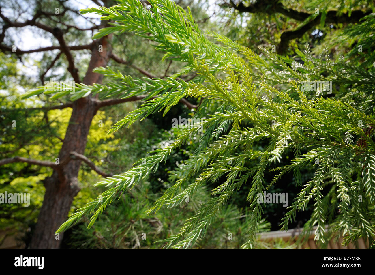 Fogliame di sugi (Cryptomeria japonica). Ginkaku-ji il complesso (Tempio del Padiglione d'argento). Sakyo-ku. Il protocollo di Kyoto. Kansai. Giappone Foto Stock