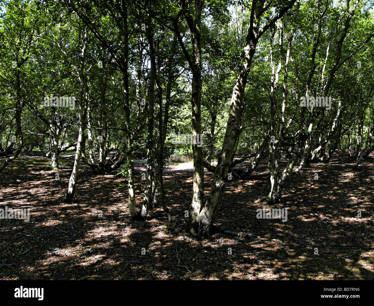 Ontano nero Alnus glutinosa Amrum Germania Foto Stock